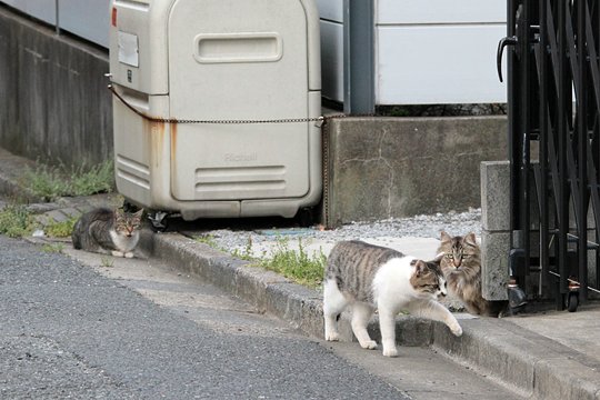 街のねこたち