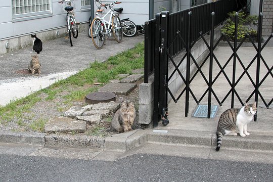 街のねこたち