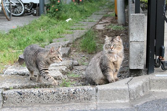 街のねこたち