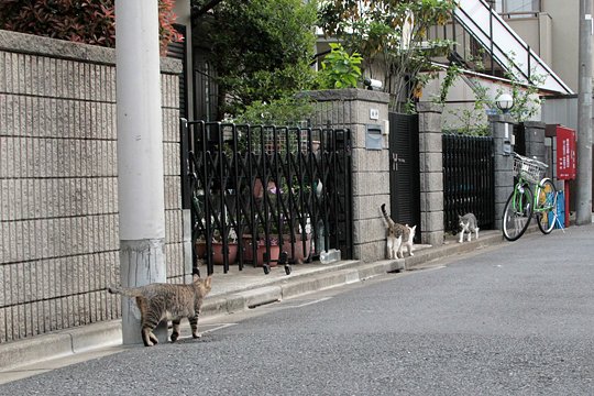 街のねこたち
