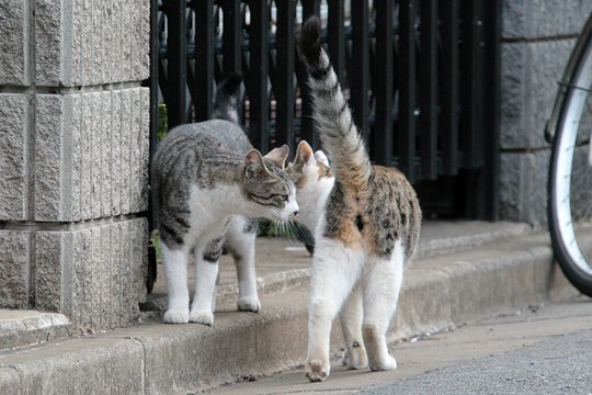 街のねこたち