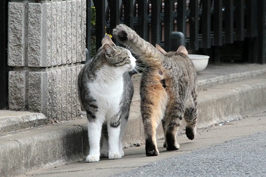 街のねこたち