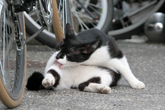 街のねこたち