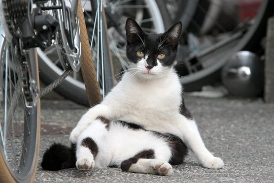 街のねこたち