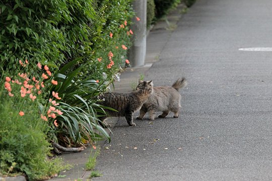 街のねこたち
