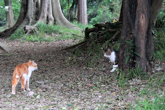 街のねこたち