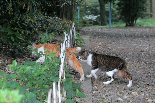 街のねこたち