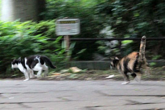 街のねこたち