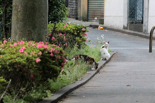 街のねこたち