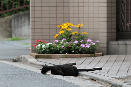 街のねこたち