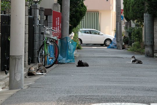 街のねこたち