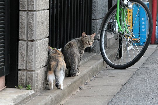 街のねこたち