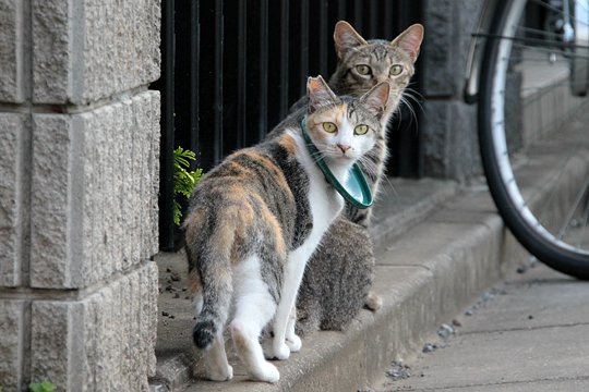 街のねこたち