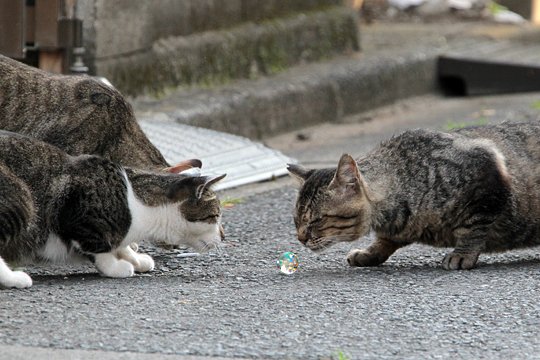 街のねこたち