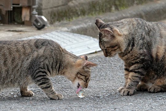 街のねこたち