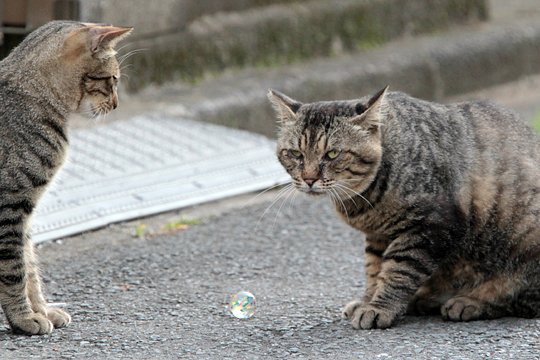 街のねこたち