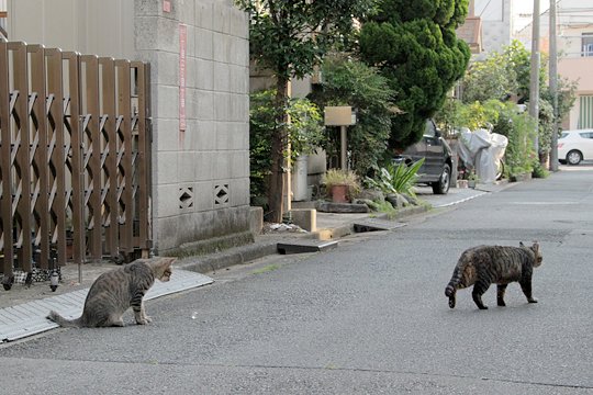 街のねこたち