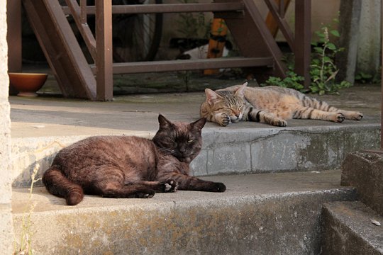 街のねこたち