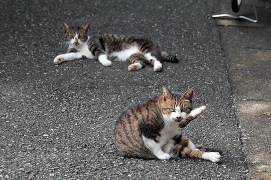 街のねこたち