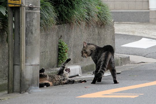 街のねこたち