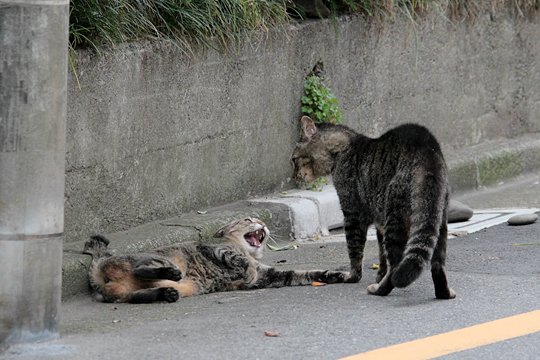 街のねこたち