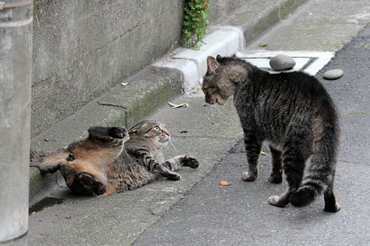 街のねこたち