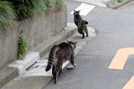 街のねこたち