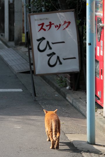 街のねこたち