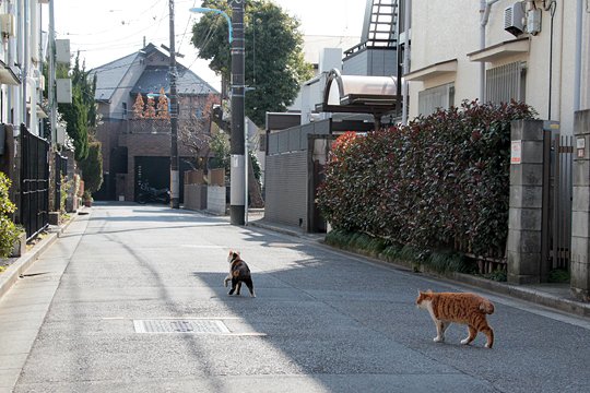街のねこたち