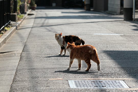 街のねこたち
