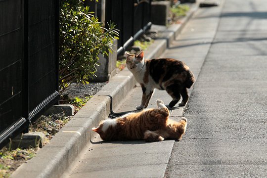 街のねこたち