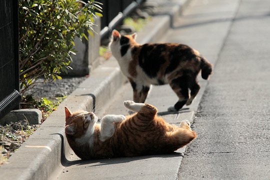 街のねこたち