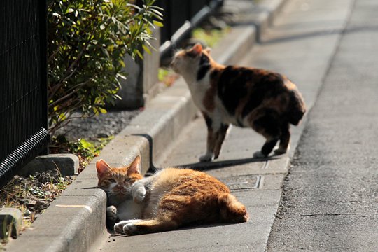 街のねこたち
