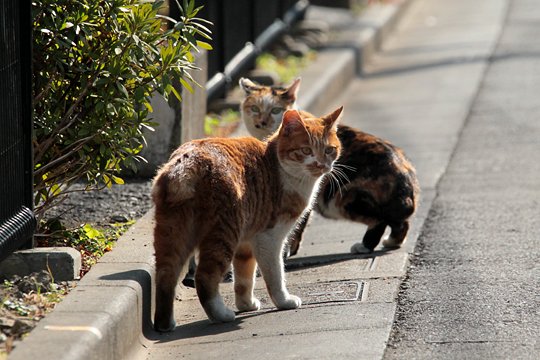 街のねこたち
