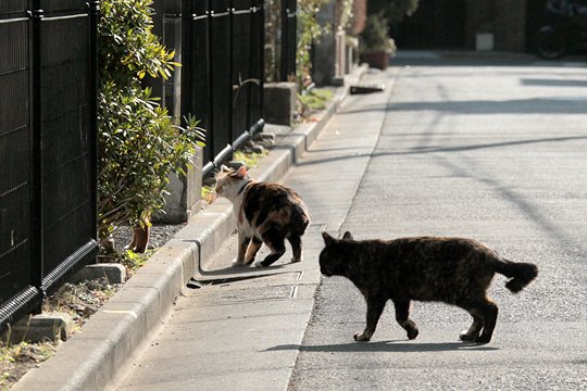 街のねこたち