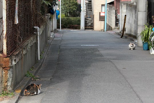 街のねこたち