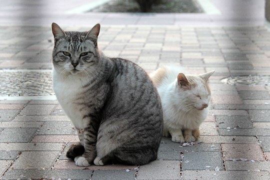 街のねこたち
