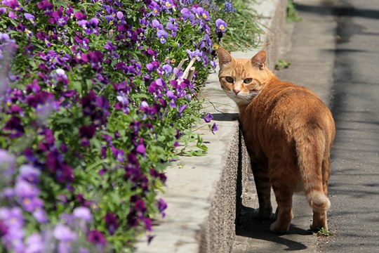 街のねこたち