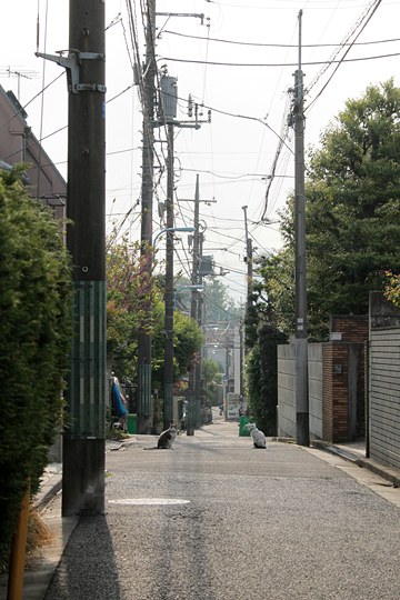 街のねこたち