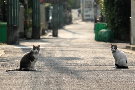 街のねこたち