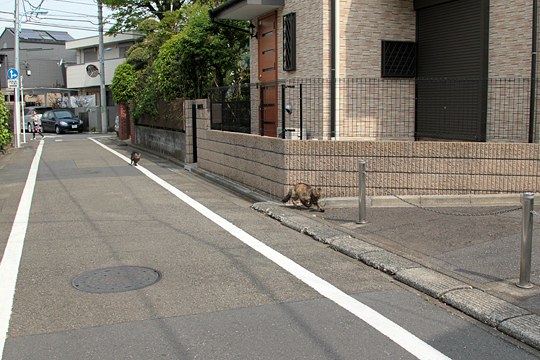 街のねこたち