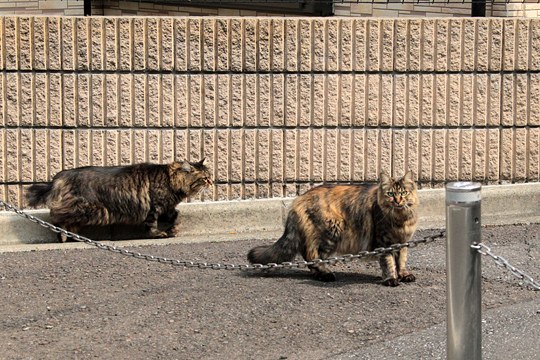 街のねこたち