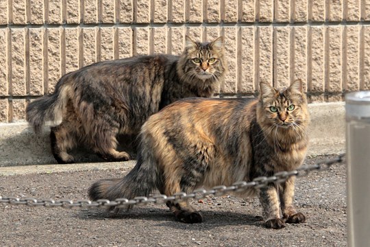 街のねこたち