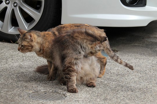 街のねこたち