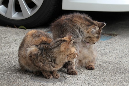 街のねこたち