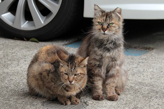 街のねこたち