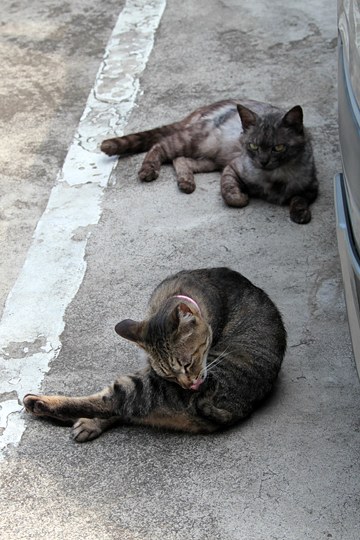 街のねこたち