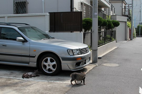 街のねこたち