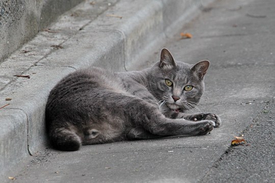 街のねこたち
