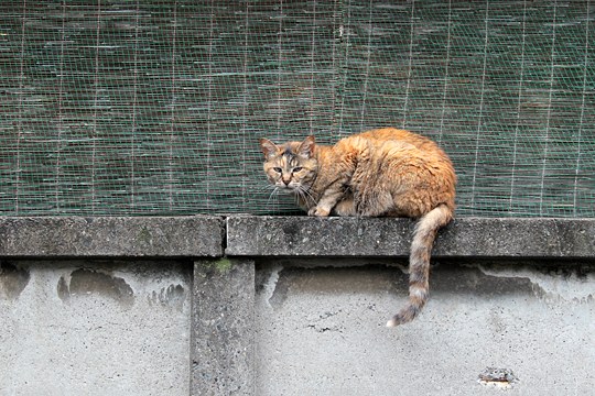 街のねこたち